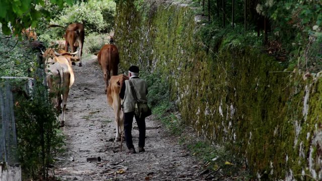 A man moving his cattle down a dirt road in Papigo village in Greece