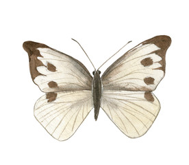 Obraz na płótnie Canvas Watercolor illustration of an isolated butterfly on a white background. Butterfly drawing.
