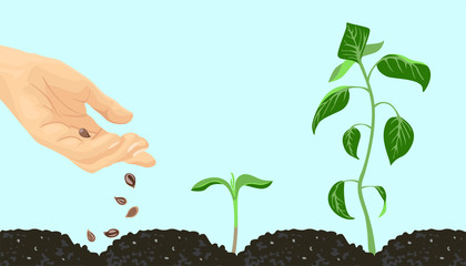 Illustration of hands with seeds and sprout. Growth of plants on early stages. Symbols of agriculture in flat style.