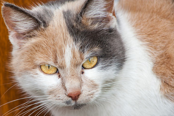 a closeup of a beautiful tabby cat with yellow eyes with a tilted head