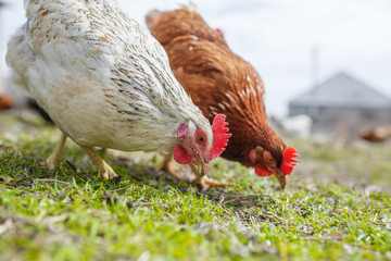 chickens in the yard graze, hens feed on grass. poultry farm