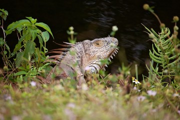 Golden Iguana on canal bank