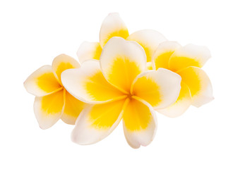 frangipani isolated
