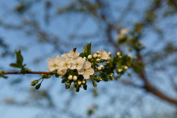 flowering cherry, the first flowering trees in spring