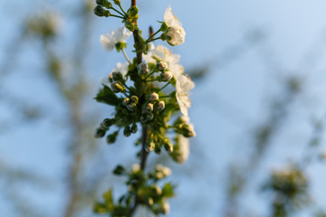 flowering cherry, the first flowering trees in spring