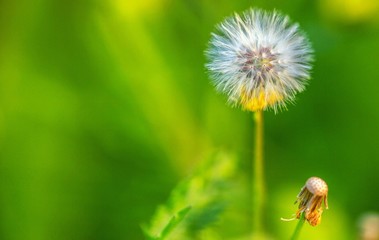Dandelion white flower macro background.