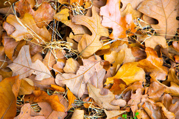 Brown and Yellow Leaves