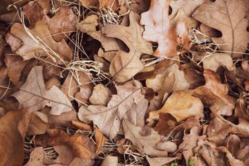 Leaves in Field