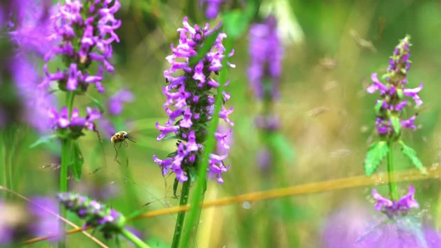 Bombylius Major - Little Be Fly on wild flower Wood Betony - (4K)