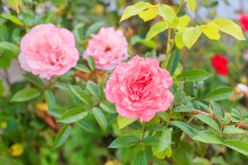  Flower Pink Rose