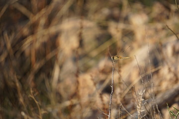 Anisoptera, libélula