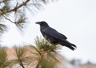 A raven is perched on the branch of a pinyon pine tree facing left.