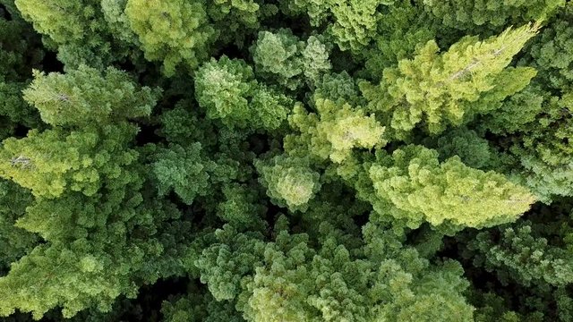 4K AERIAL footage of sunlit Californian Redwood (Sequoia sempervirens) forest with bright green foliage moving gently in the wind.