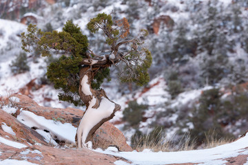 Horizontal image of a snow covered wind twisted juniper tree growing on top of a red sandstone boulder 