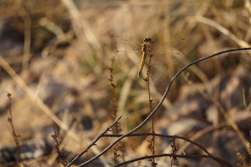 Anisoptera, libélula
