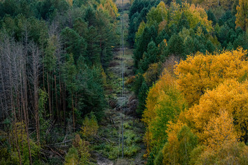 ..power lines in the Chernobyl exclusion zone pass through the bright autumn forest..