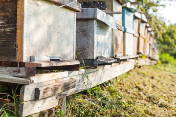 Bee hive in apiary at rural landscape