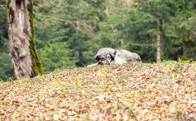 Stray dog outside background