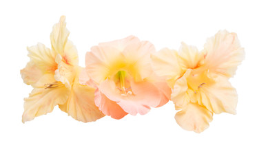 Obraz na płótnie Canvas gladiolus flowers isolated