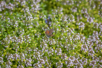 Butterfly pigeon on thyme