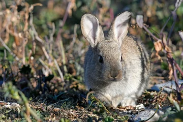 Fototapeten Wildkaninchen (Oryctolagus cuniculus) - European rabbit © bennytrapp