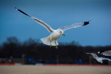 Seagull in Flight