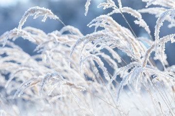 Grass branches frozen in the ice. Frozen grass branch in winter. Branch covered with snow.
