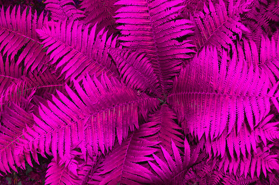 Beautiful fern or bracken leaves texture close up. Natural floral fern foliage background, colored in vivid, creative and positive intensive purple-pink color - summer nature concept. 