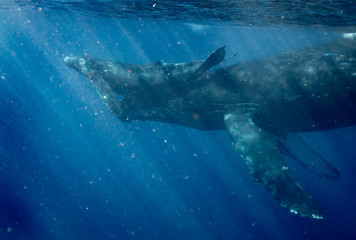 Humpbacks in Hawaii