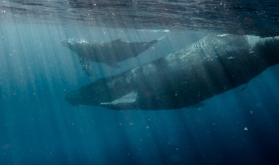 Naklejka premium Humpbacks in Hawaii