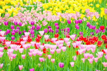 Beautiful colorful flowerbed of tulips