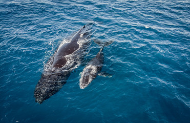 Humpbacks in Hawaii