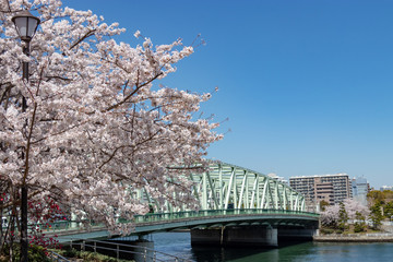 Scenery with cherry blossoms near Aioi Bridge in Chuo-city, Tokyo, Japan