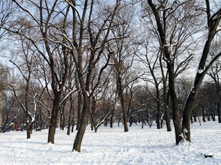 Gray winter in the park