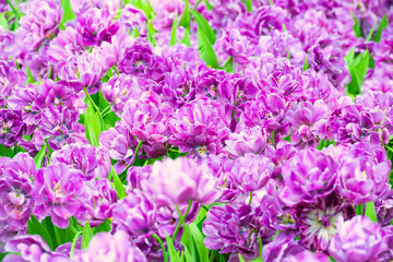 Purple flowers tulips as natural texture