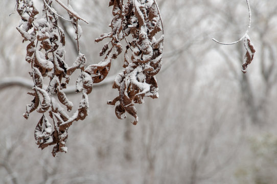 Dead Leaves with Snow