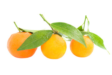 Orange mandarins with green leaves
