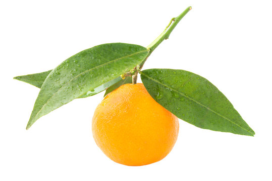 Orange mandarins with green leaf