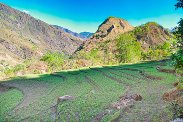 Green rice fields landscape
