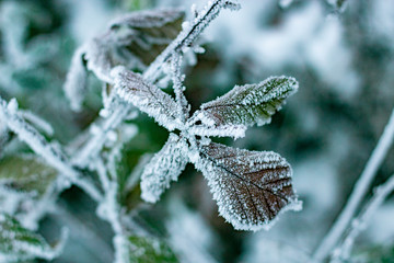 Green leaves covered with hoarfrost and ice