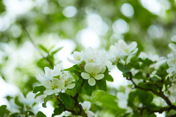 apple blossom in the spring garden, fresh white flowers of apple