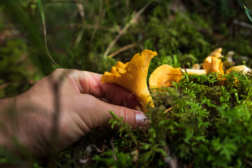 Hand picking chanterells in a forest in Sweden