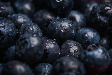 A close up shot of washed fresh organic blueberries with water droplets
