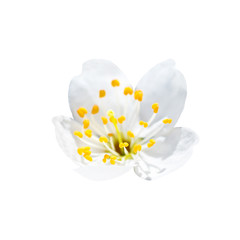 Spring blossoming white spring flower