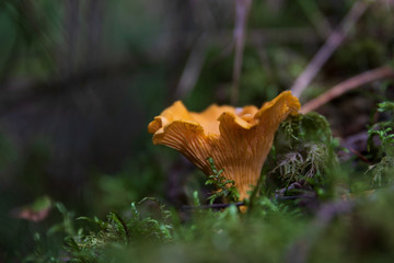 Golden chanterelle standing in green moss in a forest