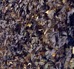 autumn leaves background