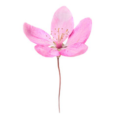 Pink flower isolated on white