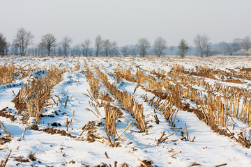 Maize stubbles in winter © Matauw