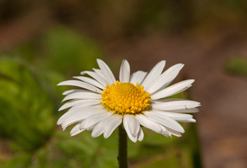 Close-up of the white flower of Daisy, Bellis perennis