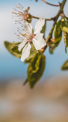 Smartphone HD wallpaper of appleblossom in spring